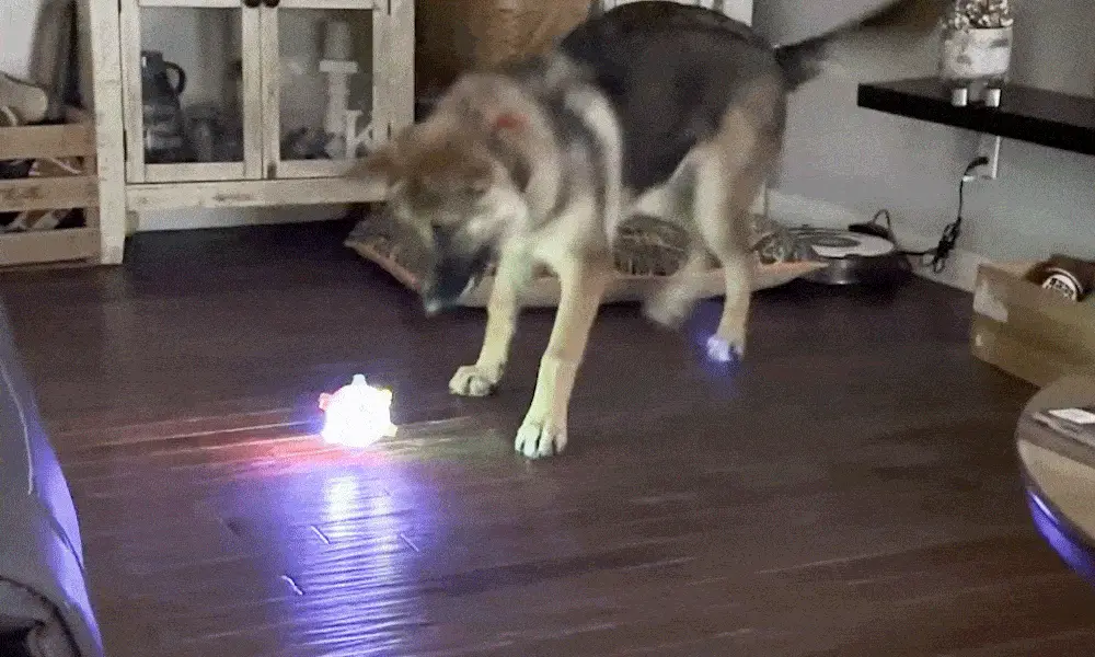 This Genius Ball Plays With Your Dog When You Can't